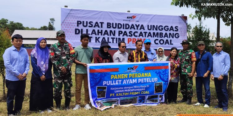 KPC Gandeng Asosiasi Kembangkan Peternakan Ayam Petelur di Kutai Timur