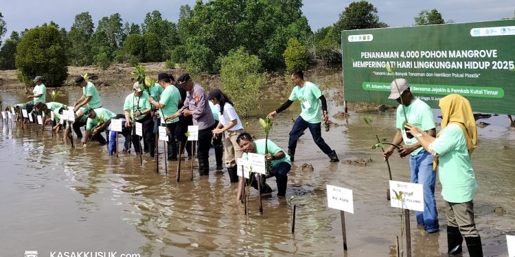PT APE Tanam 4 Ribu Mangrove, Mahyunadi: Kita Krisis Oksigen
