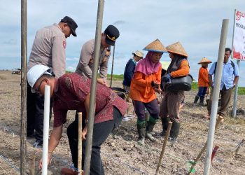Polsek Kongbeng Tanam Jagung Kuartal III