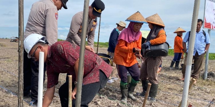 Polsek Kongbeng Tanam Jagung Kuartal III