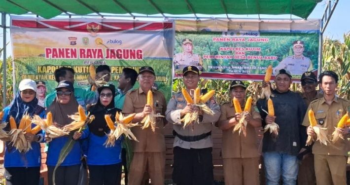 Polsek Muara Bengkal Panen 1 Ton Jagung Hibrida
