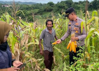 Polsek Teluk Pandan dan Petani Martadinata Panen 1 Ton Jagung