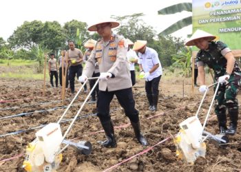 Dandim Kutai Timur Tanam Jagung Perdana Kuartal IV di Swarga Bara