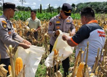 Panen Jagung di Busang Hadapi Kendala Hama dan Cuaca Tak Menentu 