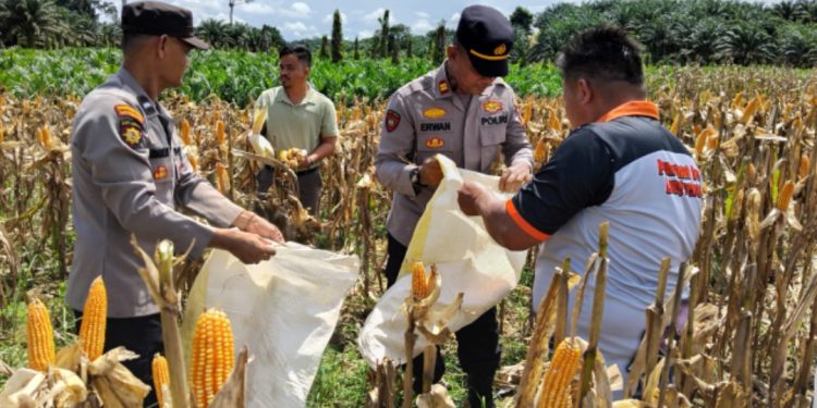 Panen Jagung di Busang Hadapi Kendala Hama dan Cuaca Tak Menentu