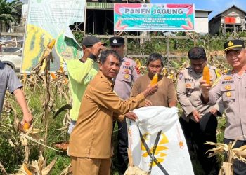 Polsek Muara Wahau Panen Jagung, Bentuk Dukungan Kemandirian Pangan