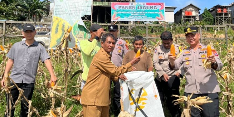 Polsek Muara Wahau Panen Jagung, Bentuk Dukungan Kemandirian Pangan