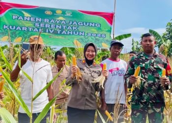 Panen Raya Jagung Pipil, Polsek Sungai Kunjang Perkuat Swasembada Pangan