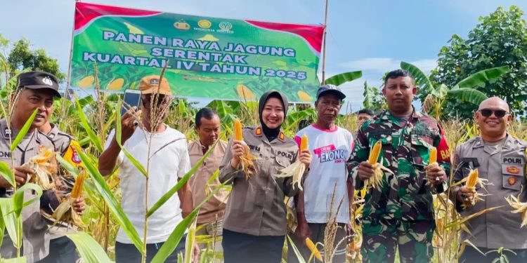 Panen Raya Jagung Pipil, Polsek Sungai Kunjang Perkuat Swasembada Pangan