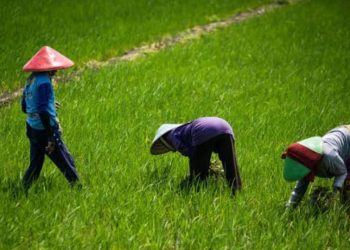 Realisasi Cetak Sawah Kaltim Baru 6.600 Hektare, Diminta Dipercepat Demi Swasembada Pangan 2026