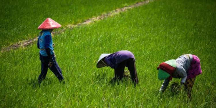 Realisasi Cetak Sawah Kaltim Baru 6.600 Hektare, Diminta Dipercepat Demi Swasembada Pangan 2026