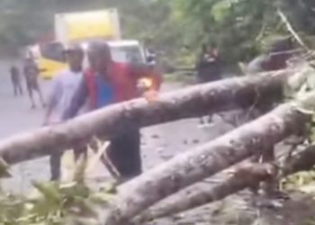 Pohon Tumbang di Bukit Soeharto Picu Antrean Panjang 