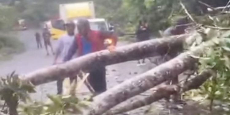 Pohon Tumbang di Bukit Soeharto Picu Antrean Panjang 