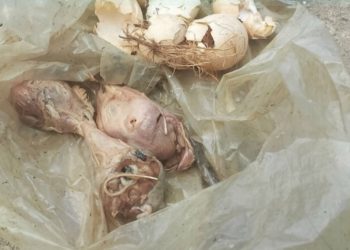 AMSI Kecam Dugaan Teror Kepala Ayam Busuk ke Floresa.co