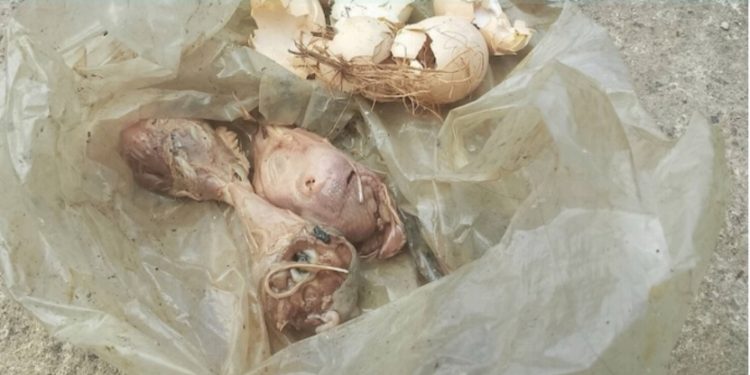 AMSI Kecam Dugaan Teror Kepala Ayam Busuk ke Floresa.co